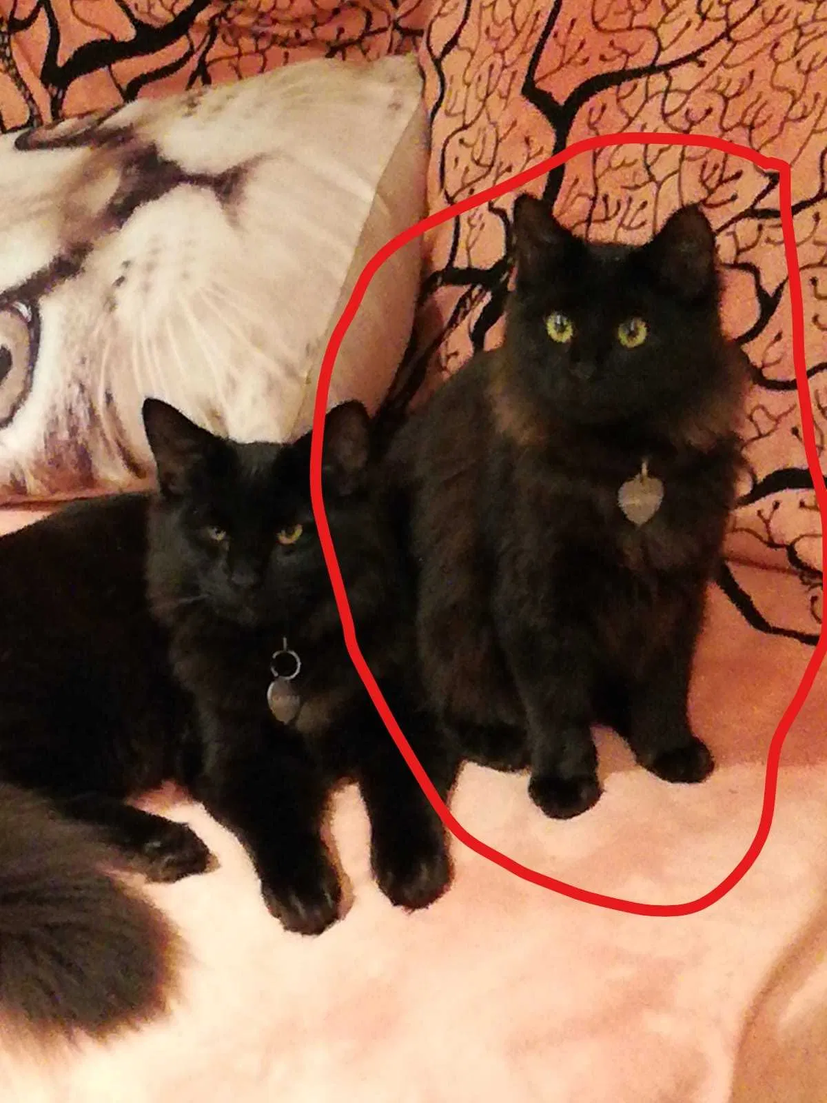 Lost cat in Los Angeles, CA, 90065