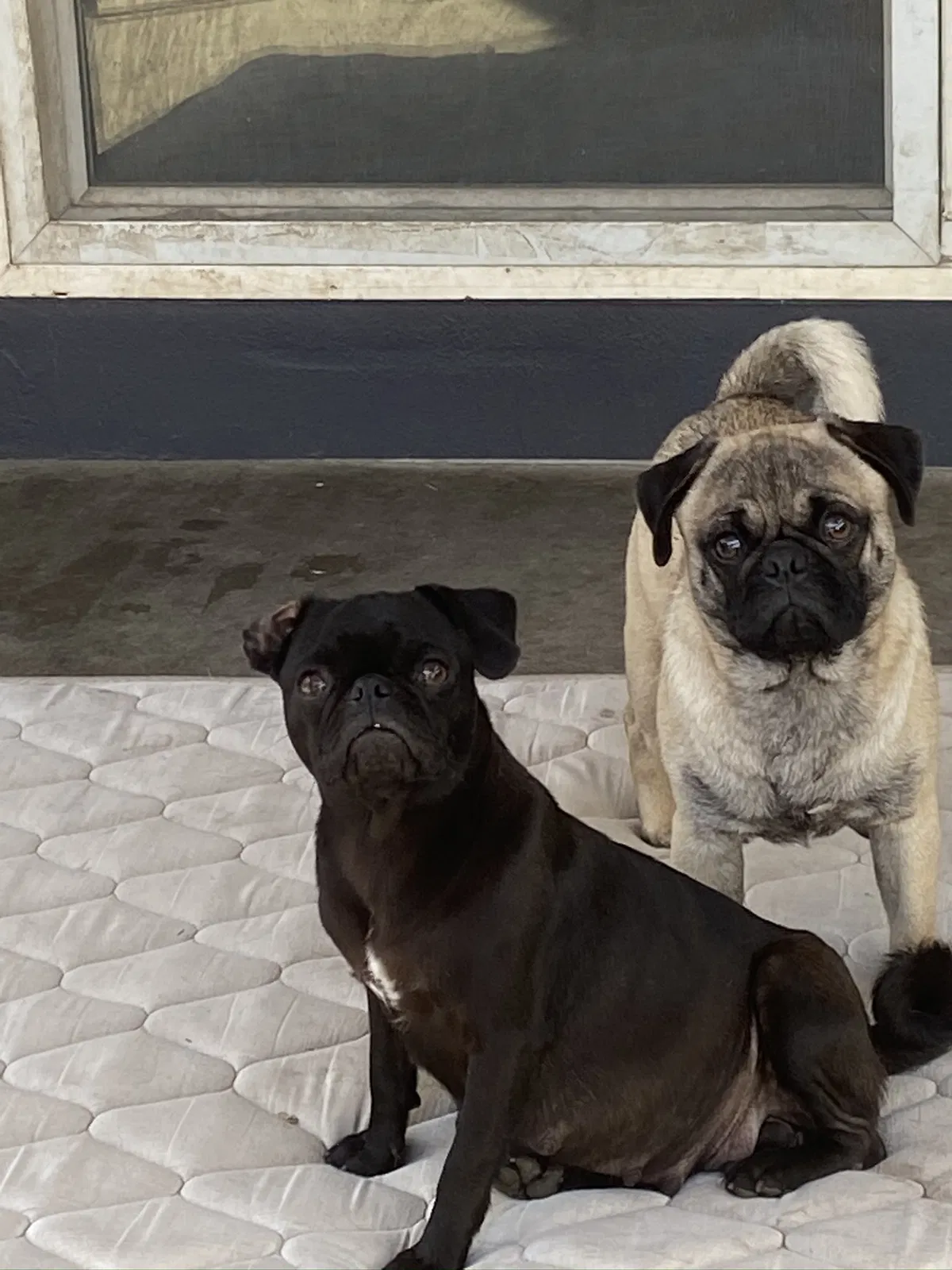 Lost dog in Stockton, CA, 95207