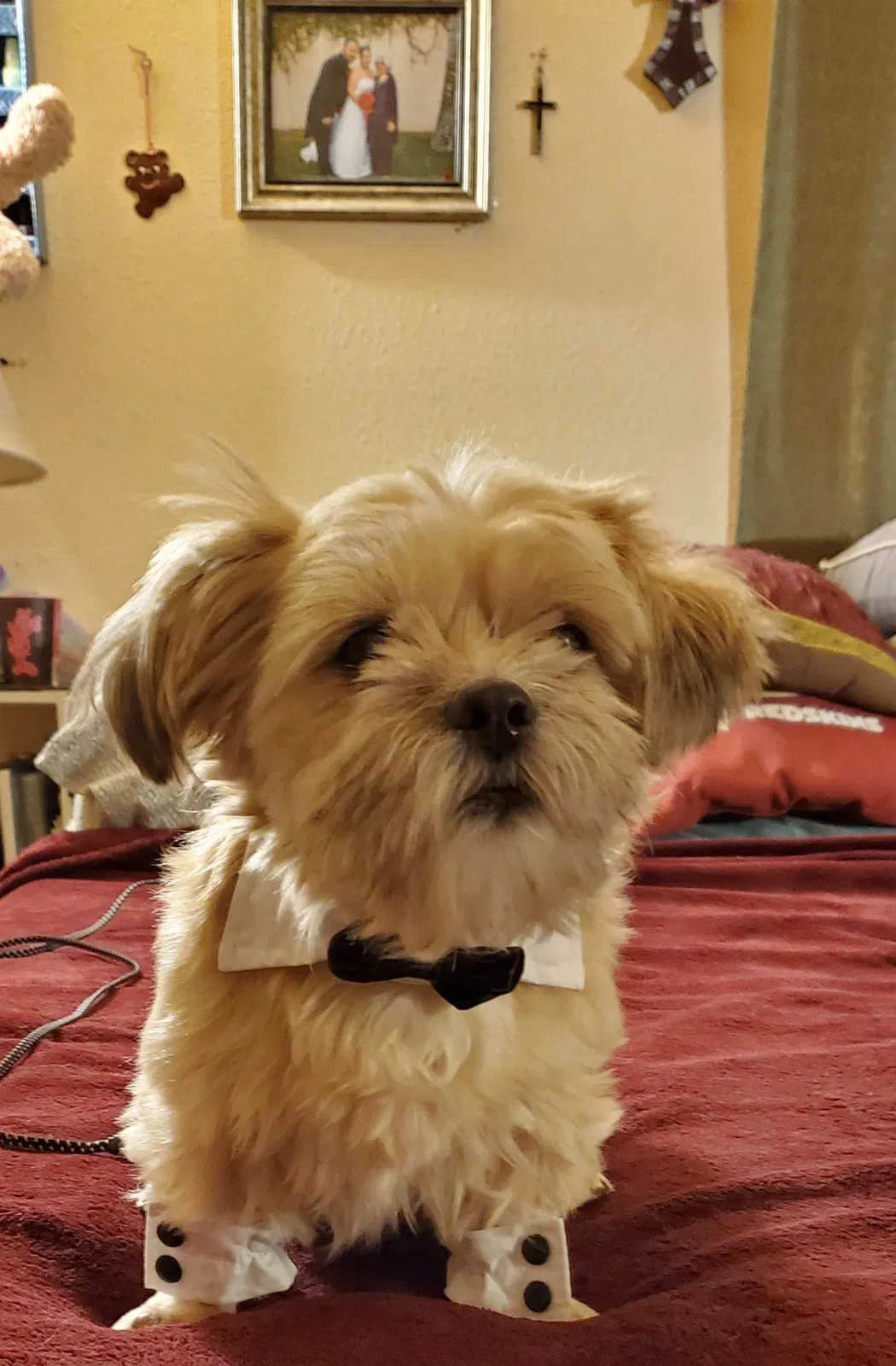 Lost dog in Tucson, AZ, 85739