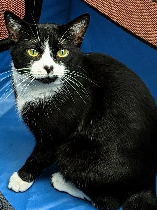 Lost cat in Alexandria, VA, 22310