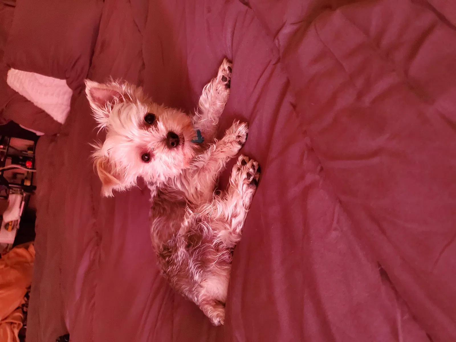 Lost dog in Soledad, CA, 93960