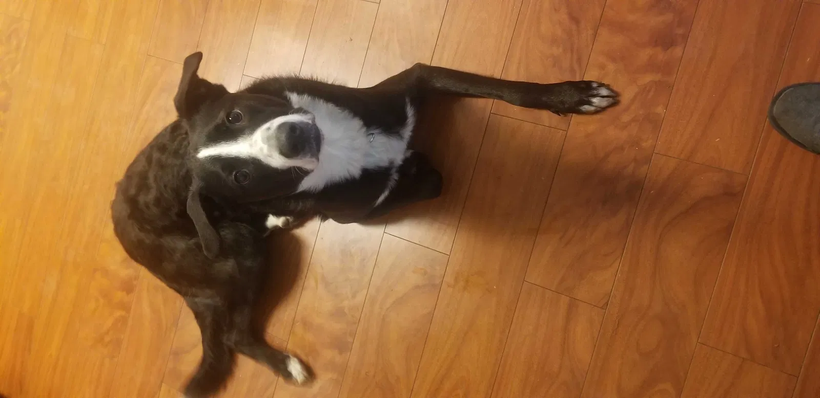 Lost dog in Springfield, OR, 97478