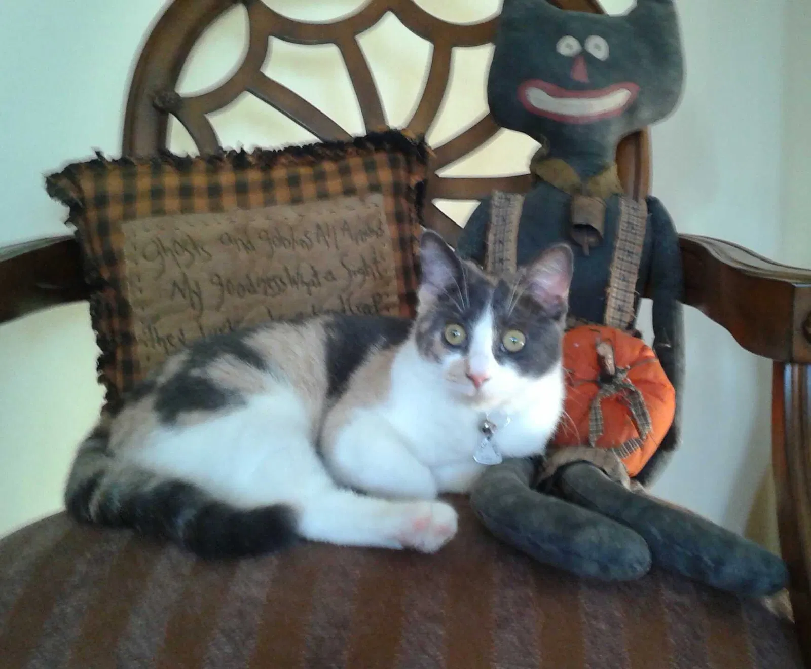 Lost cat in Buffalo, NY, 14227