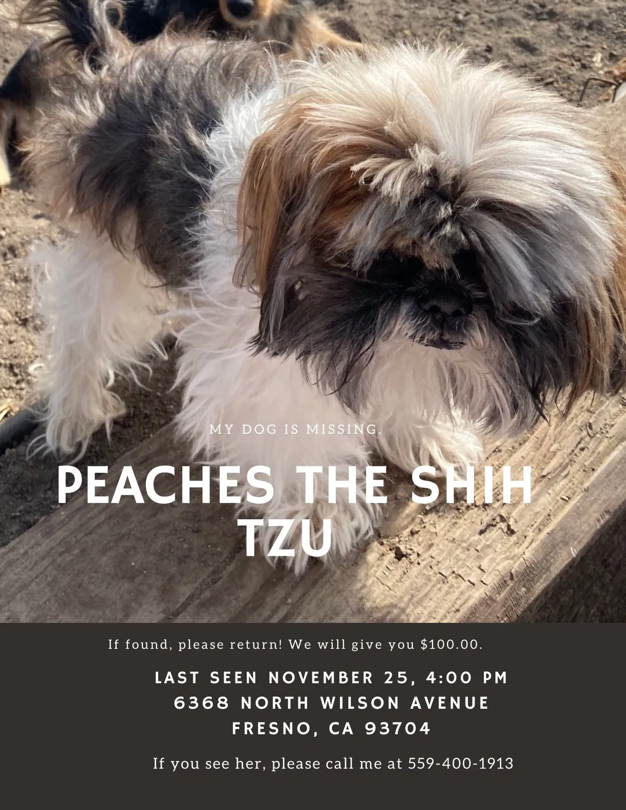 Lost dog in Fresno, CA, 93704