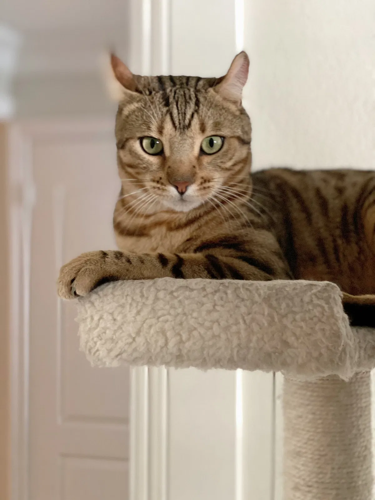 Lost cat in Anaheim, CA, 92807