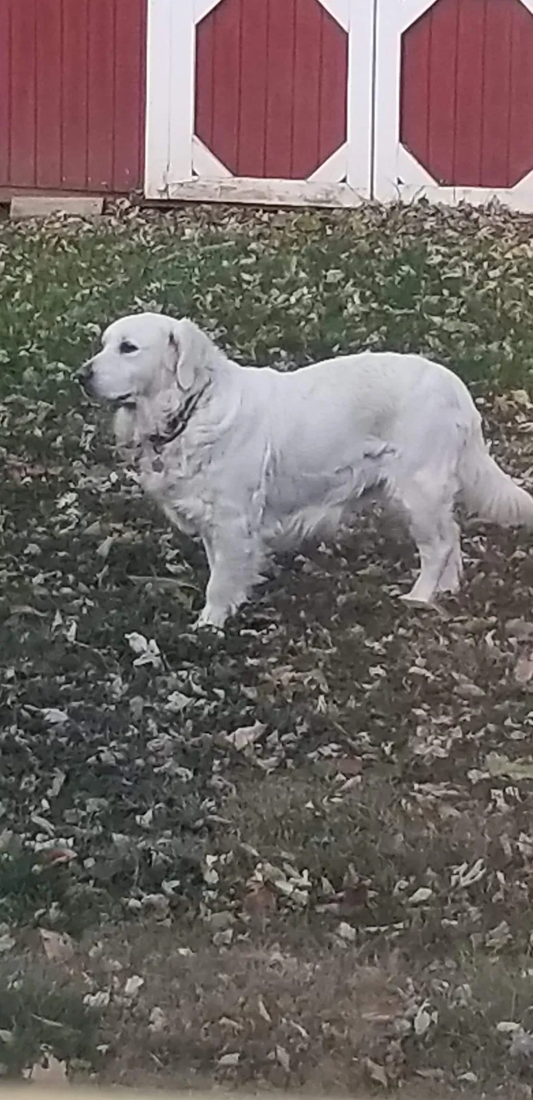 Lost dog in Oxford, OH, 45056