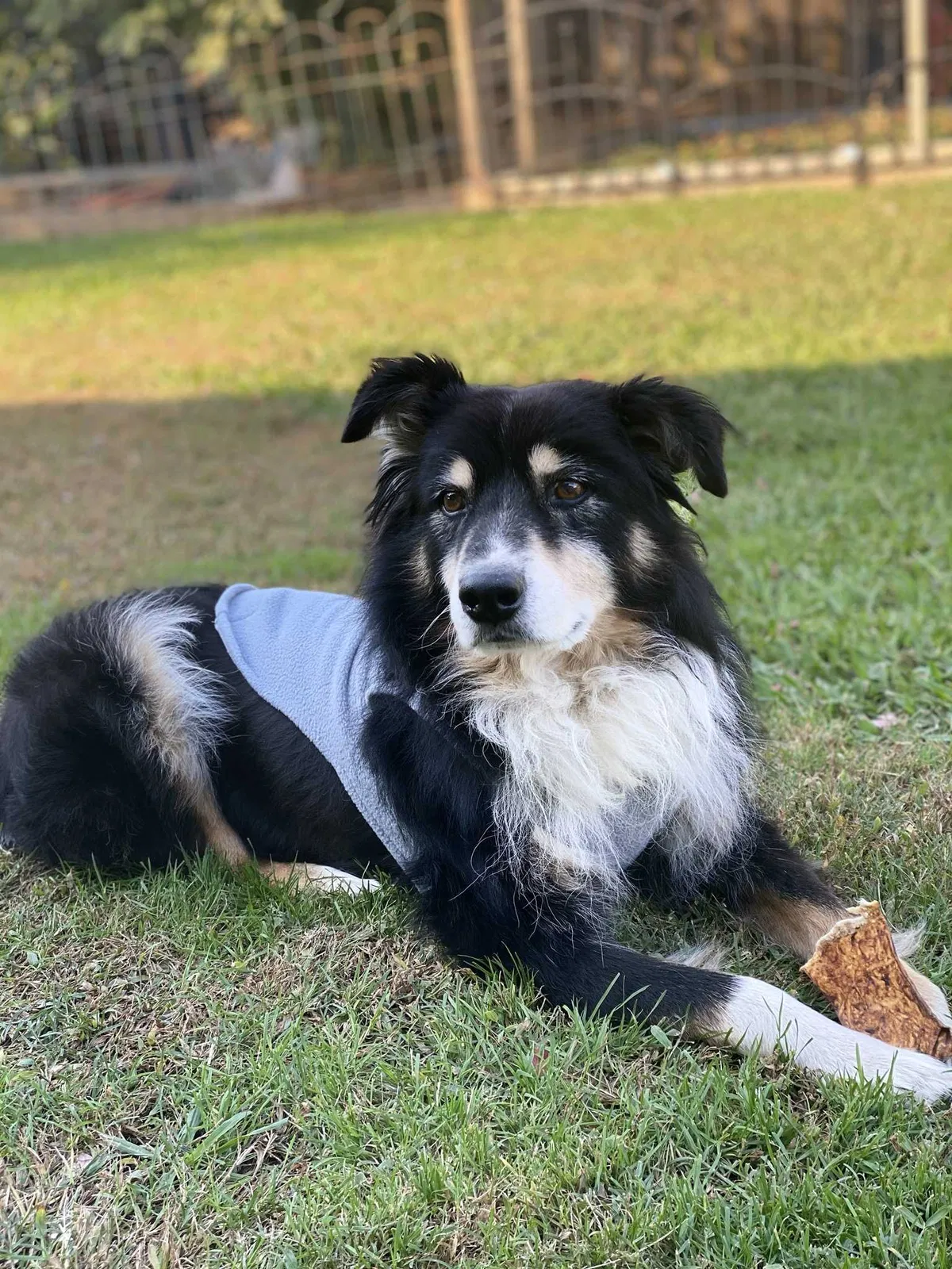 Lost dog in Sacramento, CA, 95824