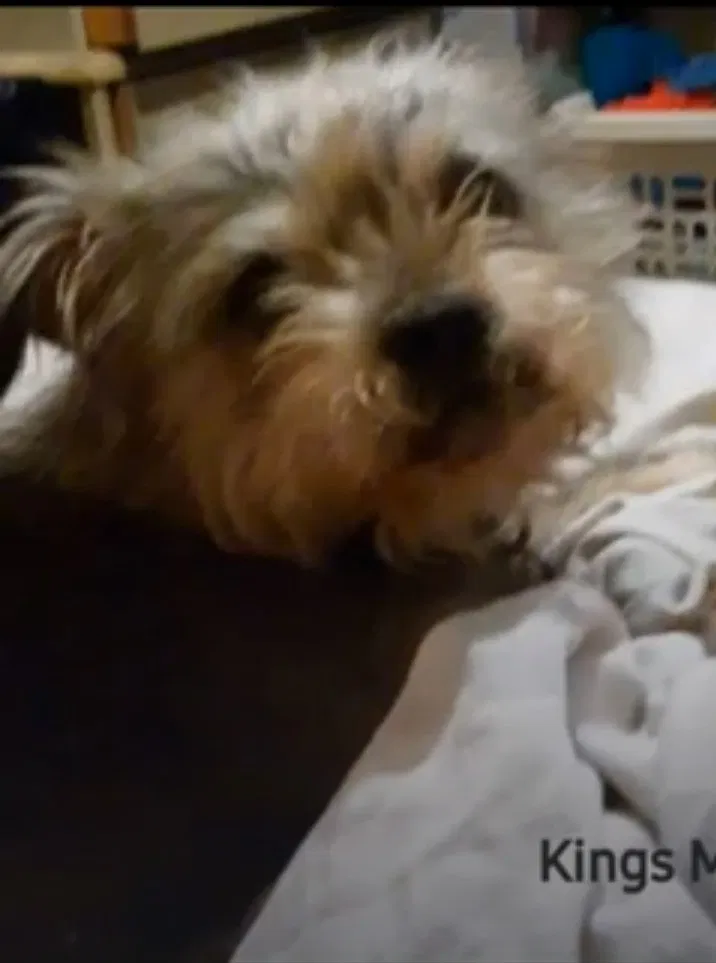 Lost dog in Kings Mountain, NC, 28086