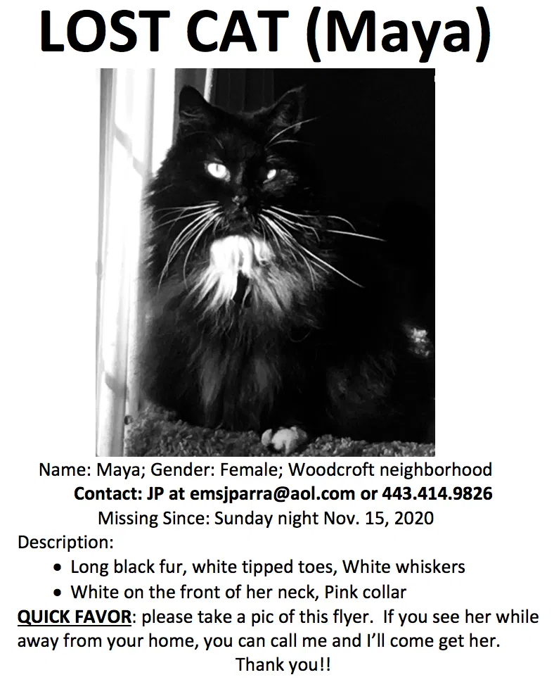 Lost cat in Parkville, MD, 21234