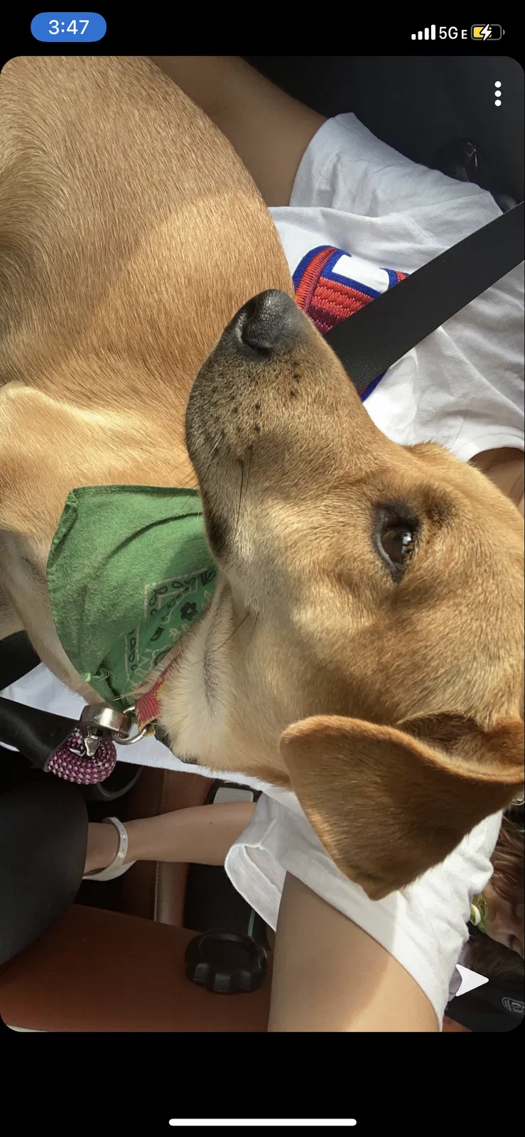 Lost dog in Miami, FL, 33157