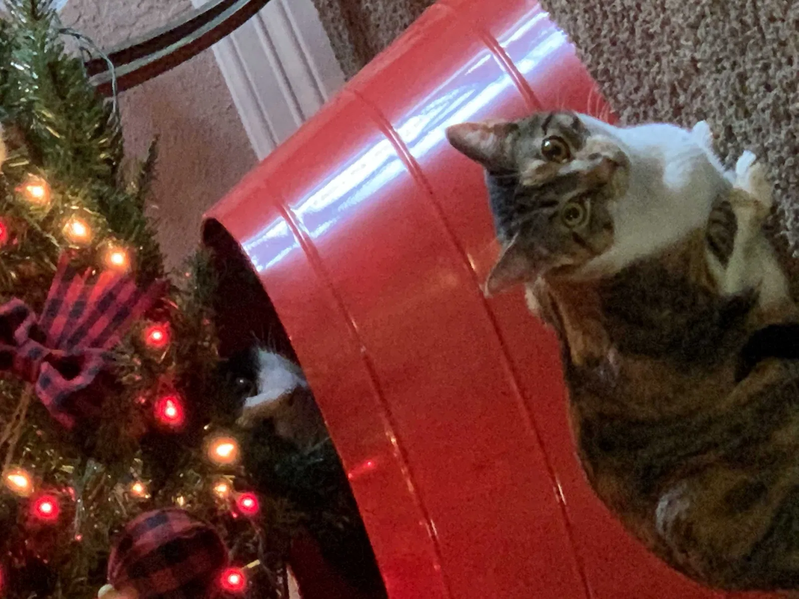 Lost cat in Bells, TX, 75414