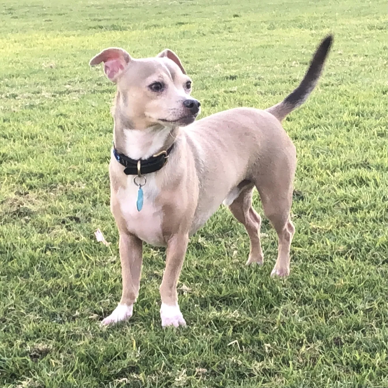 Lost dog in San Diego, CA, 92109