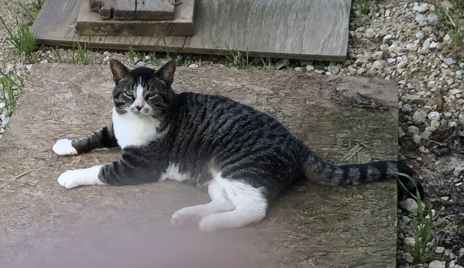 Lost cat in Oak Harbor, OH, 43449