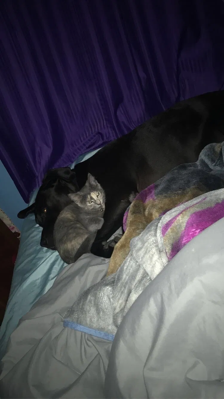 Lost cat in Minneapolis, MN, 55448