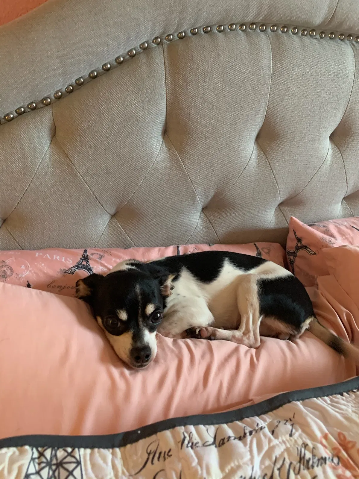 Lost dog in Lewisville, TX, 75067