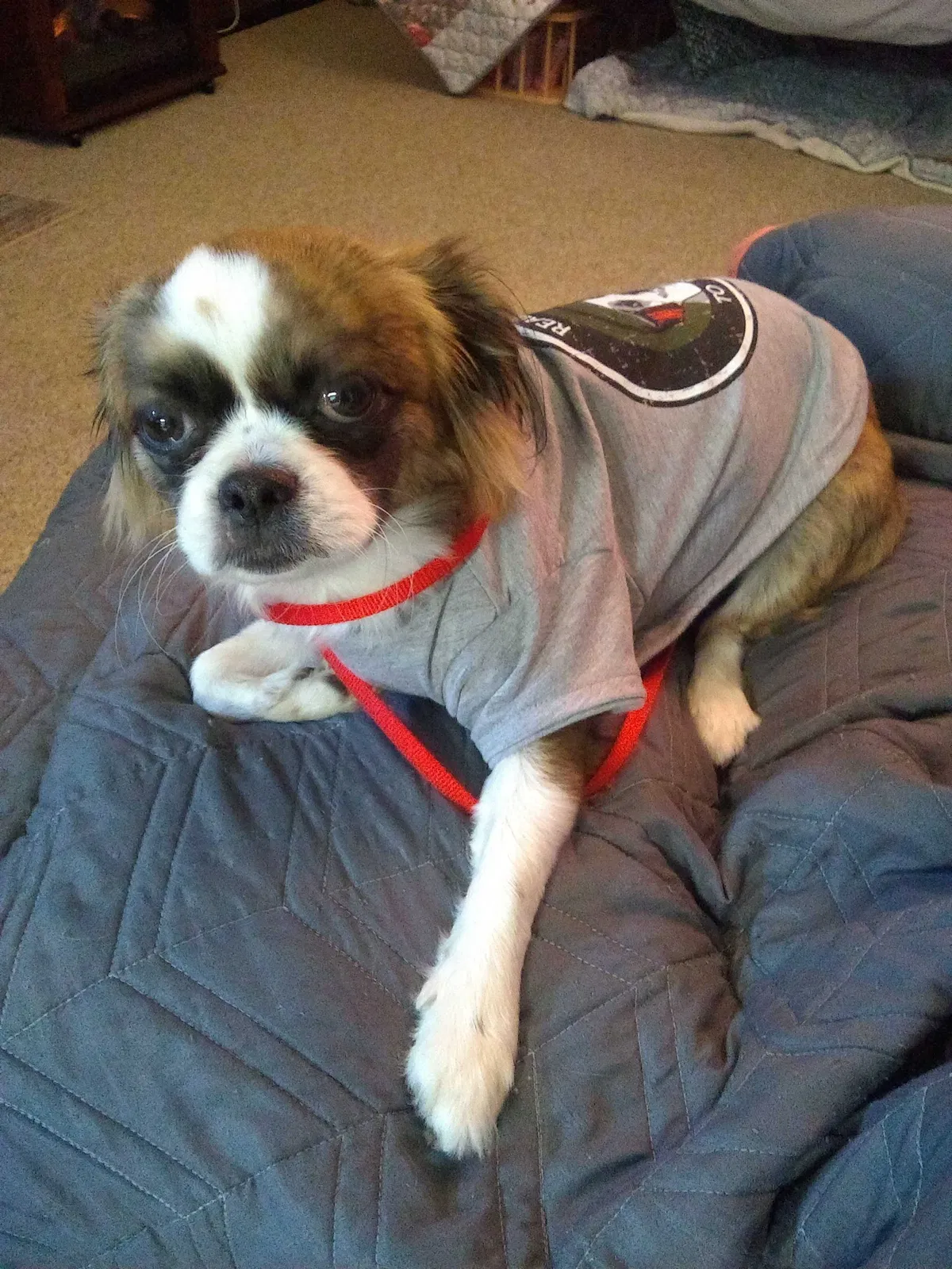 Lost dog in Pocatello, ID, 83201