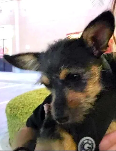 Lost dog in Bakersfield, CA, 93312