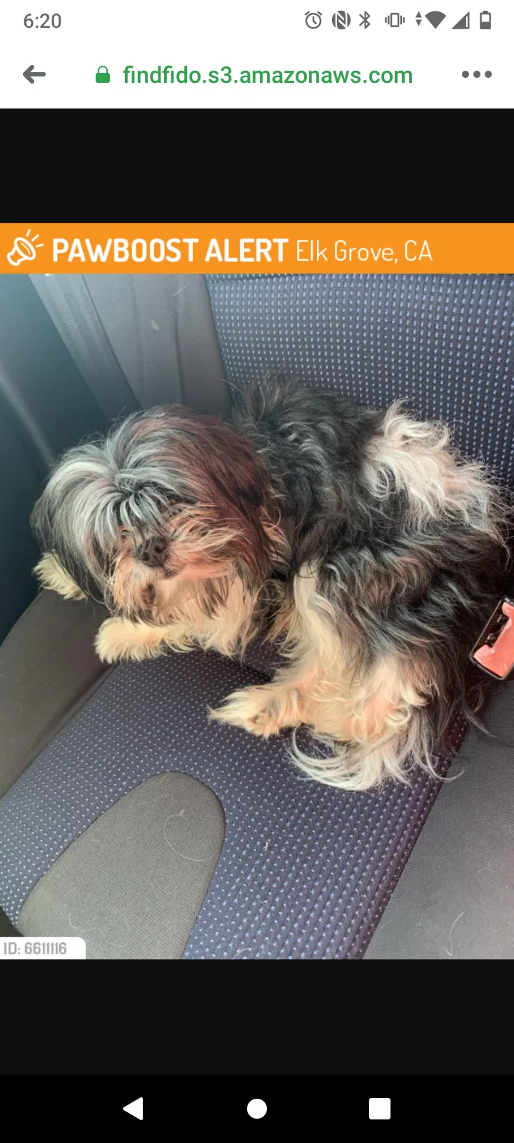 Lost dog in Elk Grove, CA, 95624