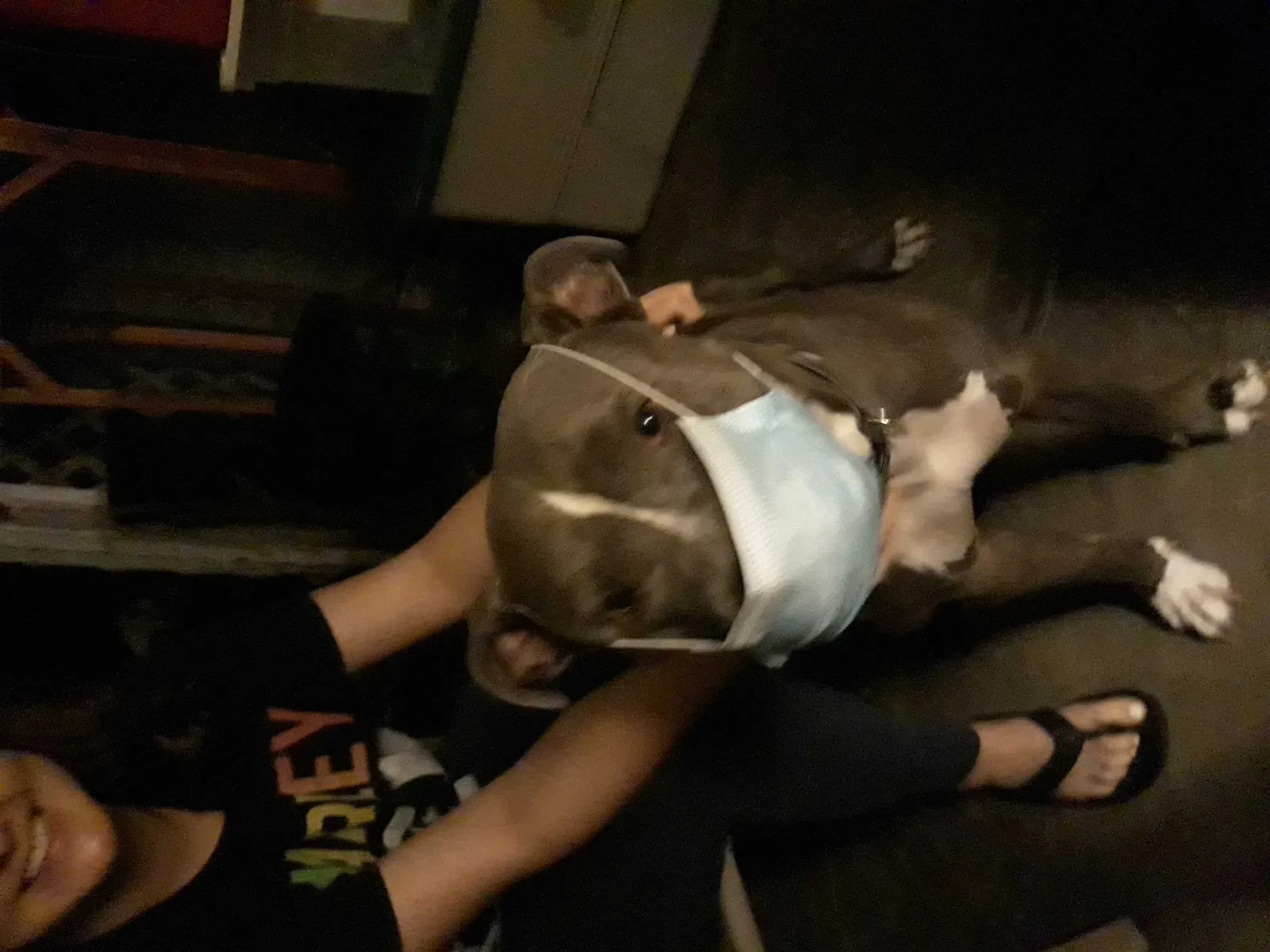 Lost dog in Sanford, FL, 32771