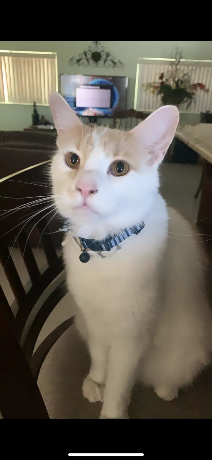 Lost cat in Port Charlotte, FL, 33952
