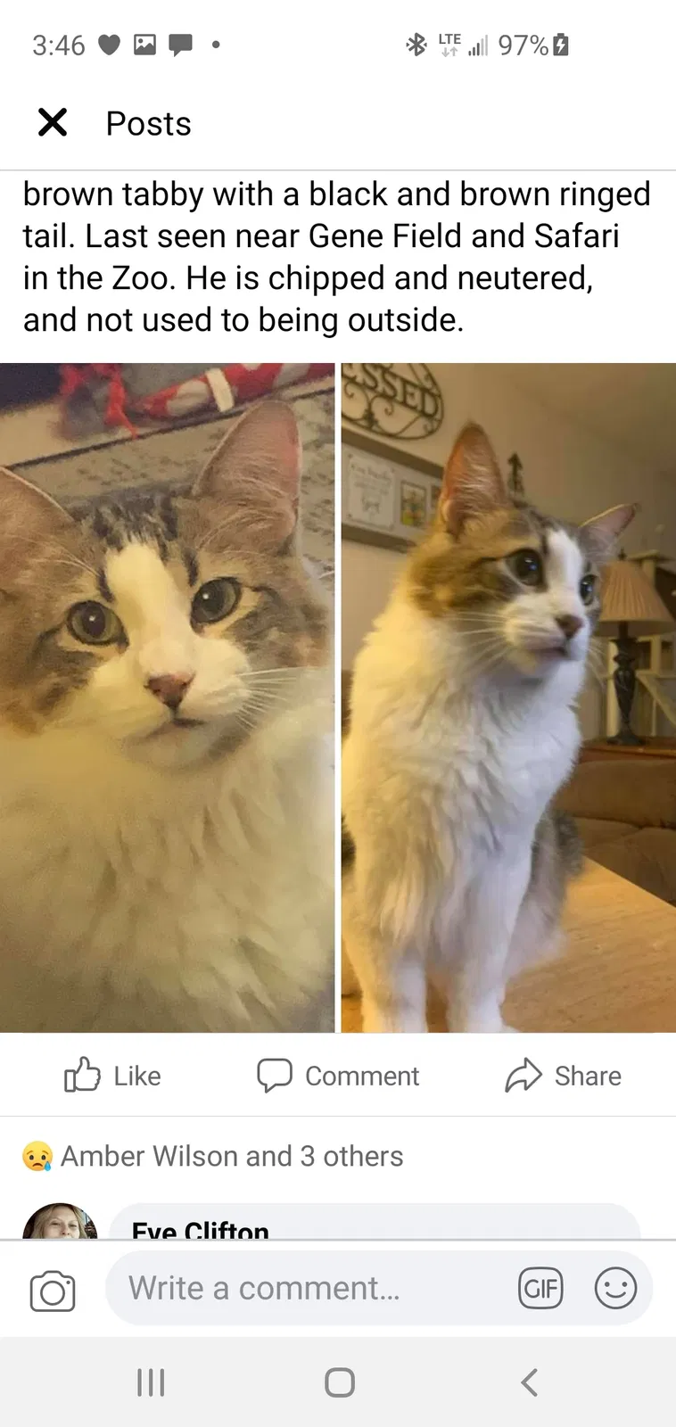 Lost cat in Saint Joseph, MO, 64506