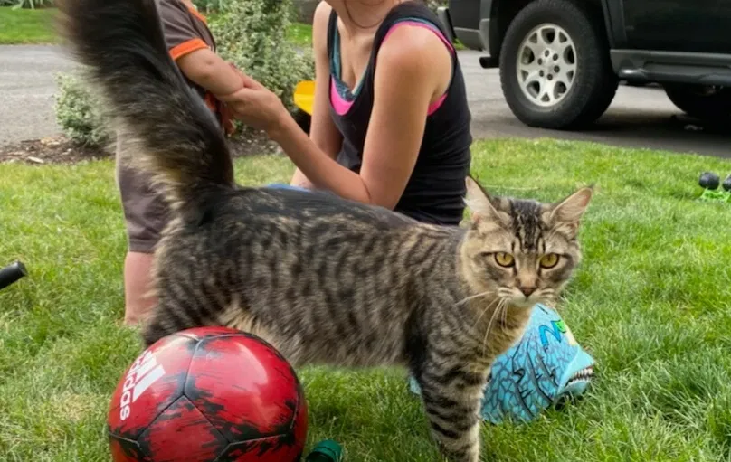 Lost cat in Hillsboro, OR, 97124