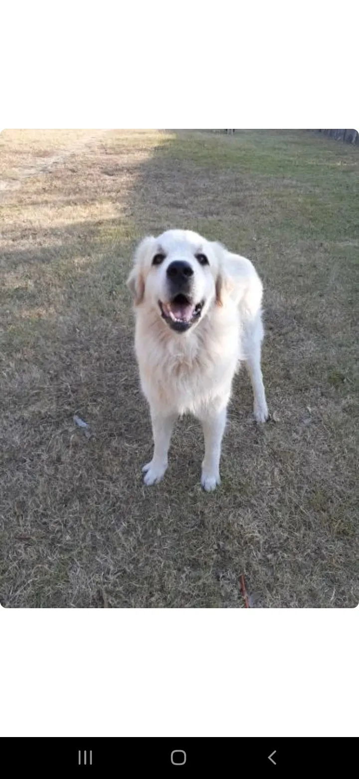 Lost dog in Fort Worth, TX, 76115