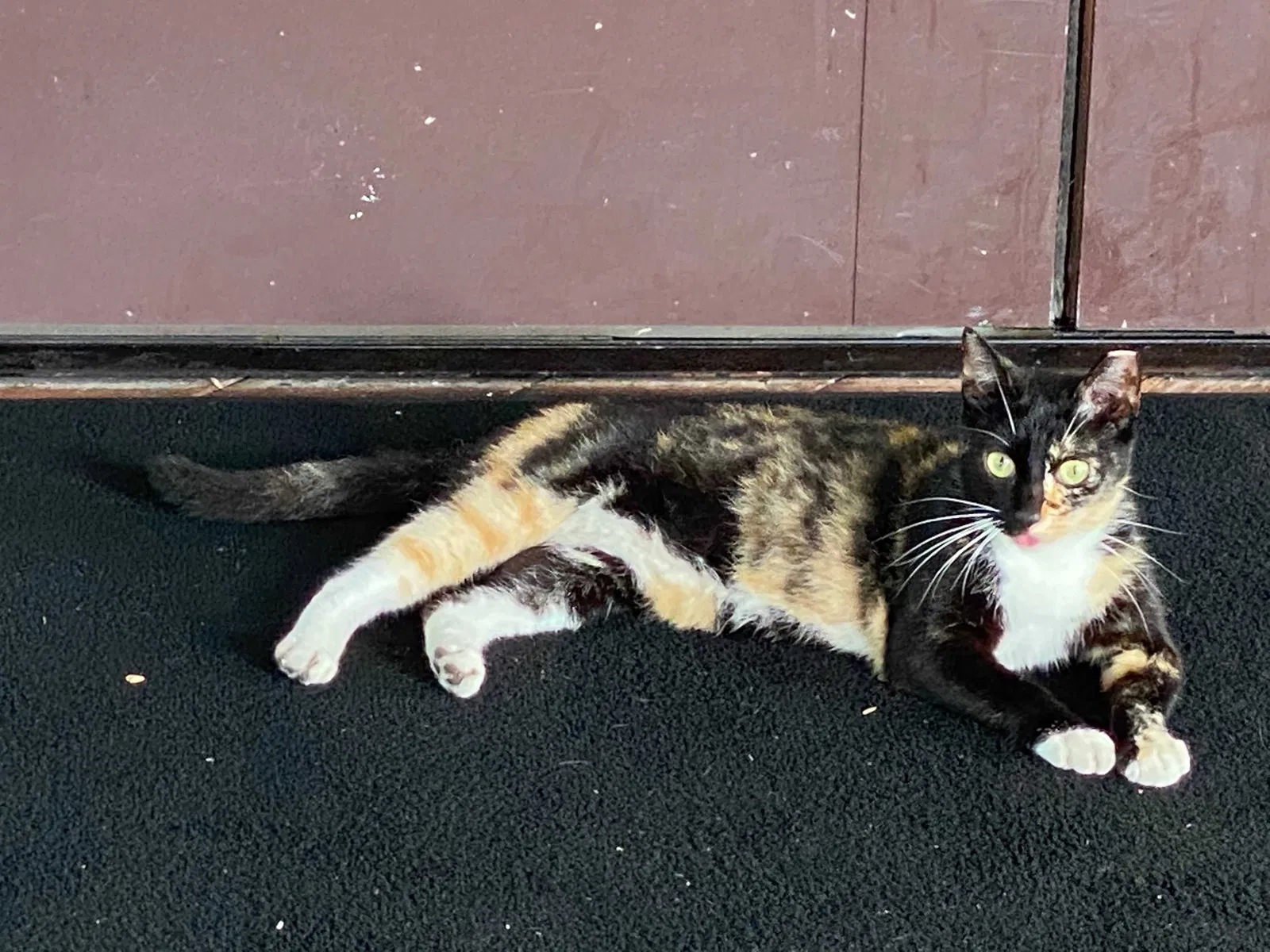 Lost cat in Miami, FL, 33183