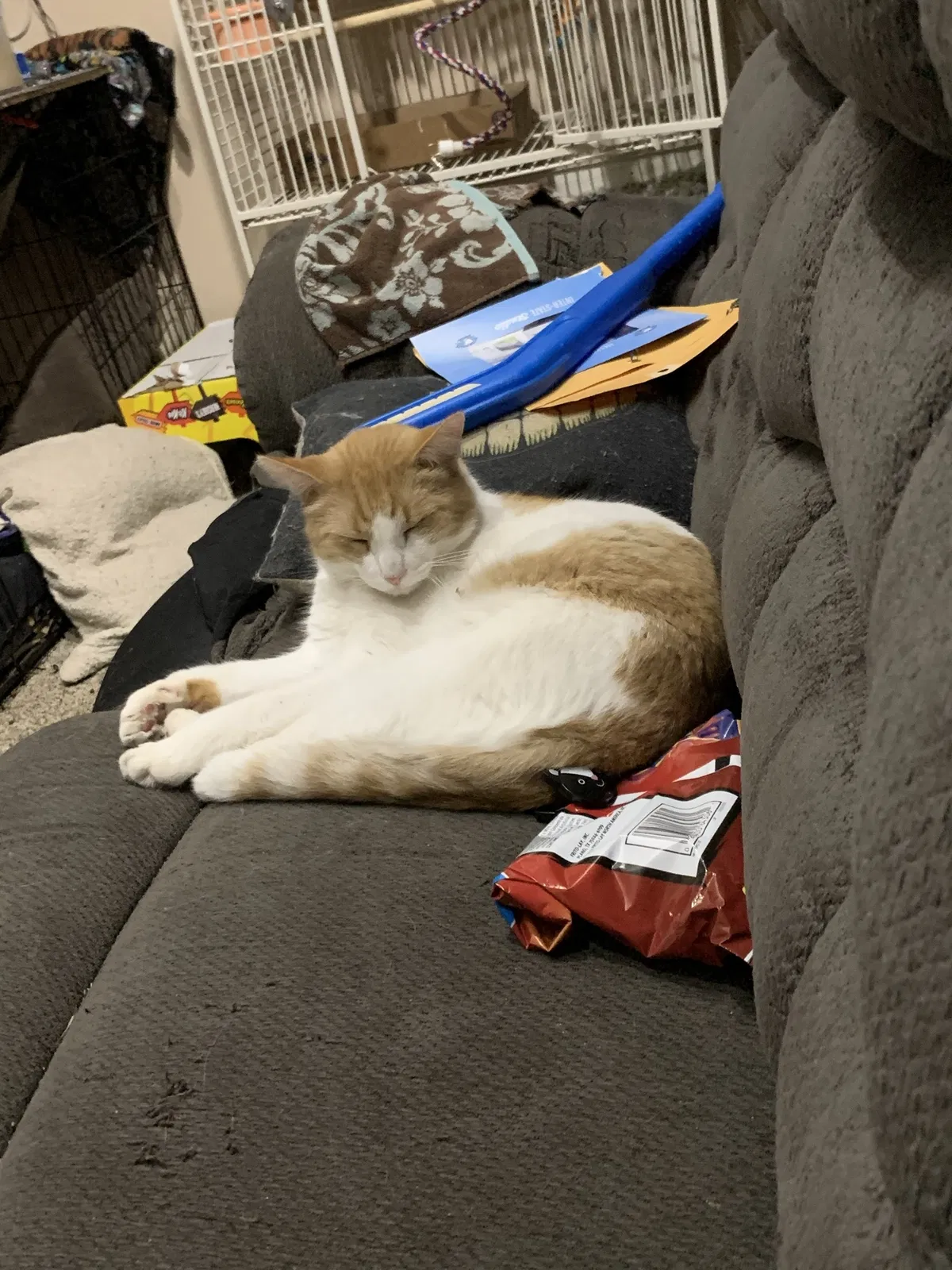 Lost cat in Saint Charles, MO, 63301