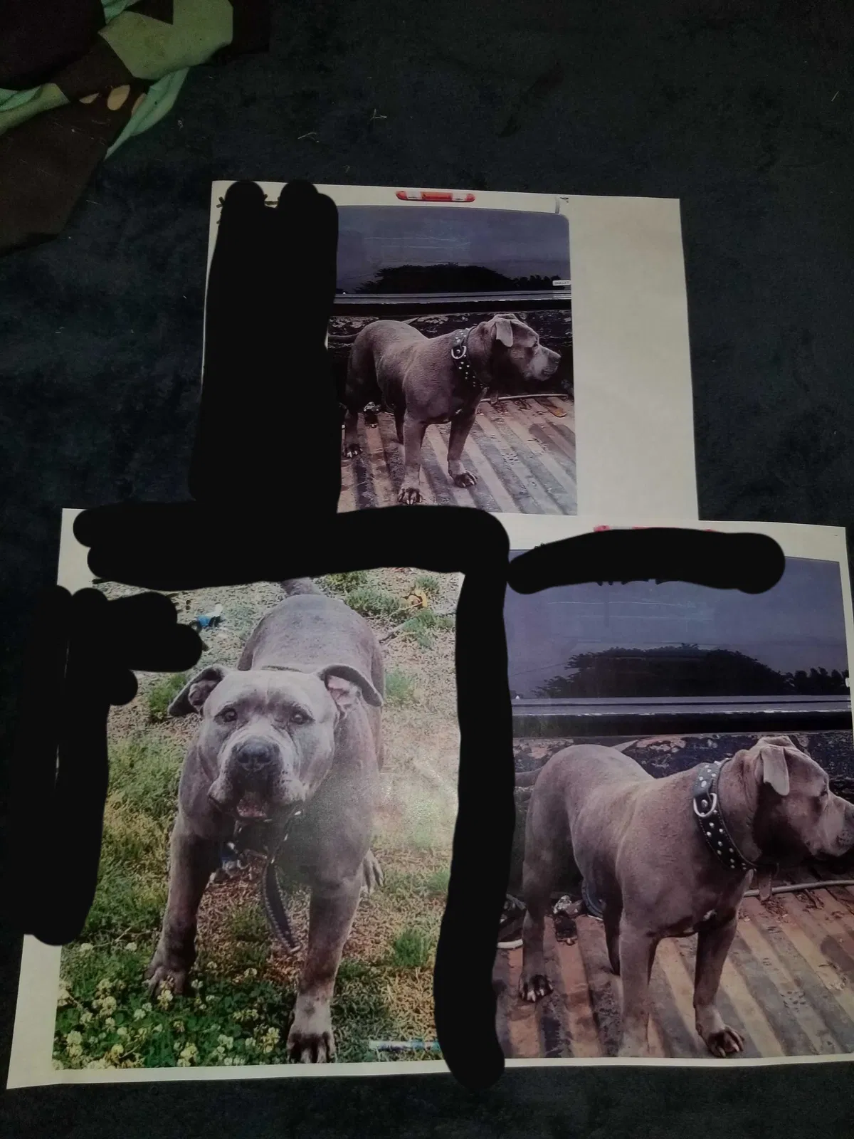 Lost dog in Oklahoma City, OK, 73141