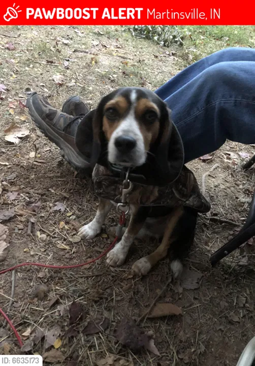 Lost dog in Martinsville, IN, 46151