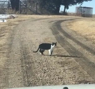 Lost cat in Geneseo, KS, 67444