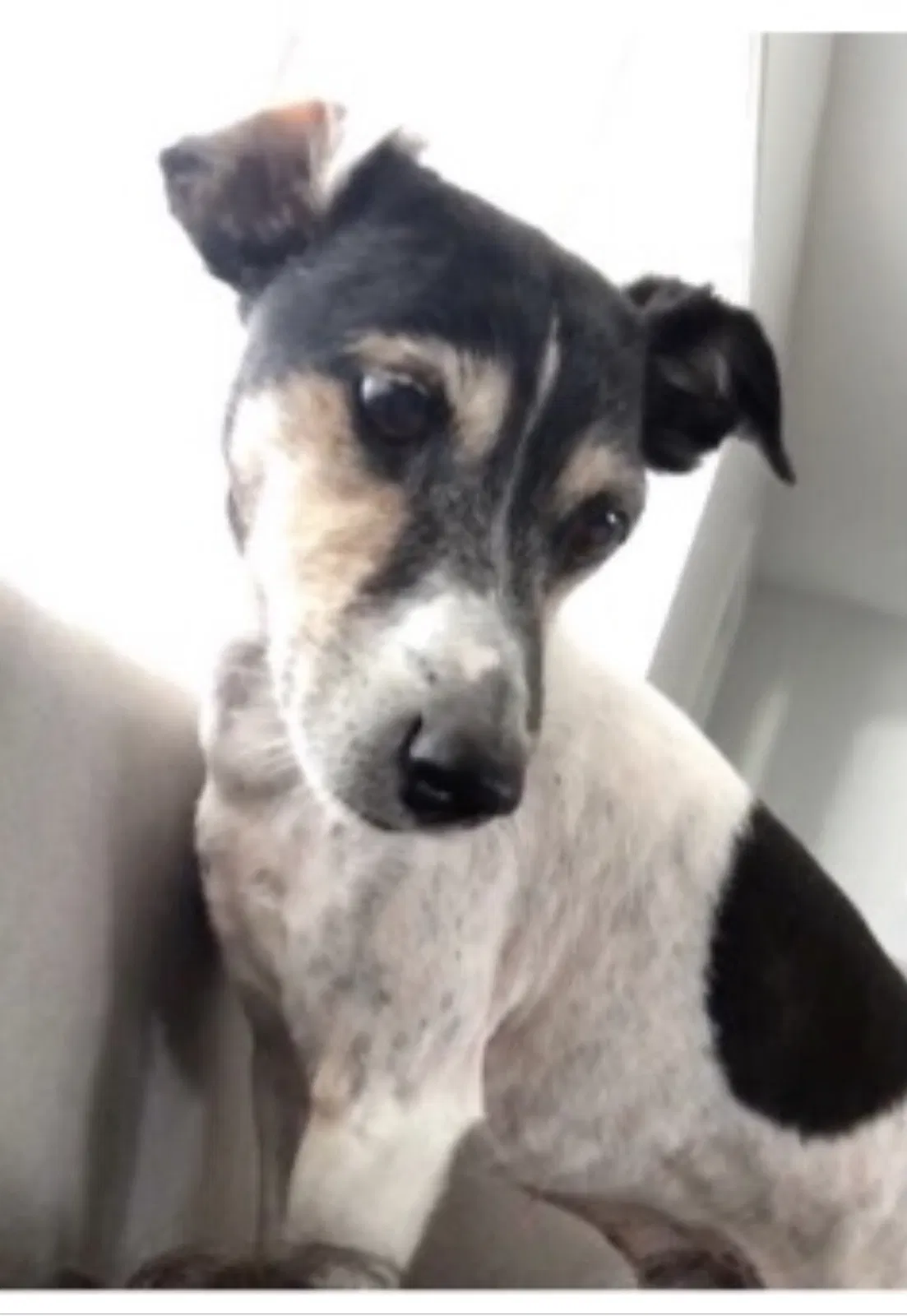 Lost dog in Hollywood, FL, 33024