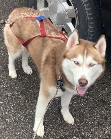 Lost dog in Flint, MI, 48507