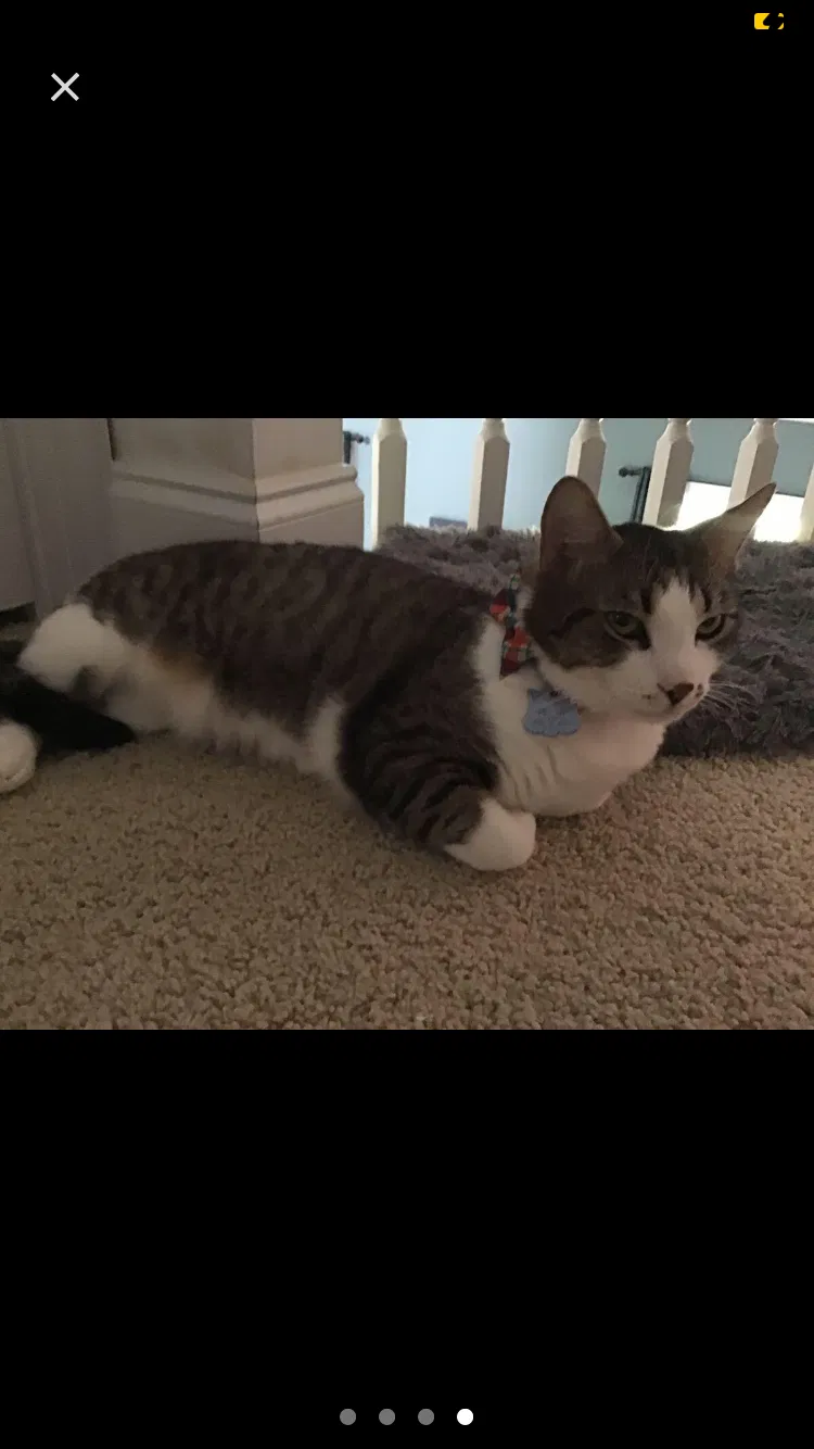Lost cat in Reidsville, NC, 27320
