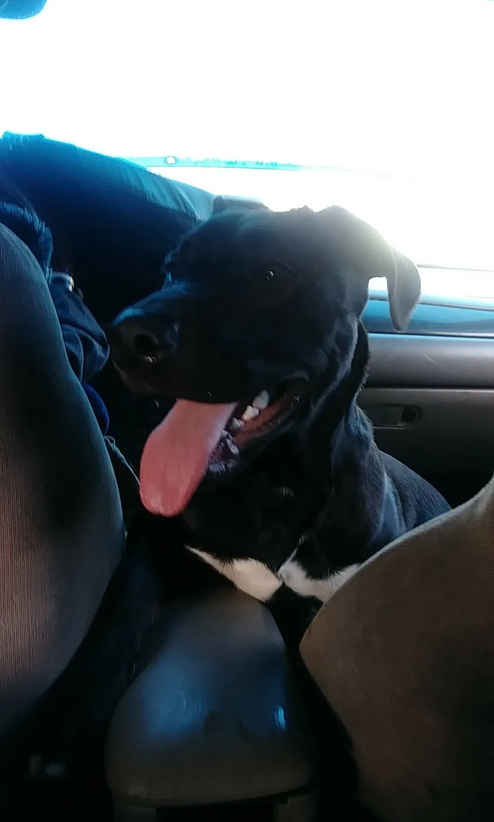 Lost dog in Kent, WA, 98042