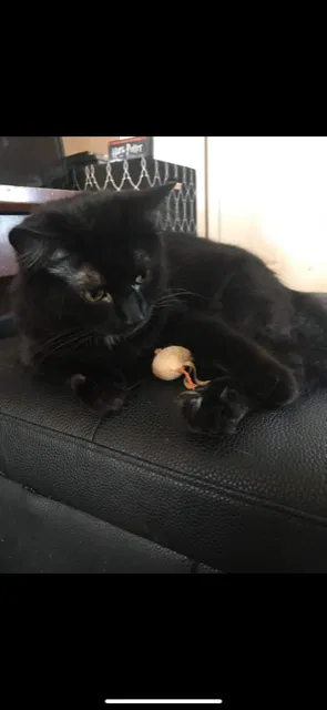 Lost cat in O Fallon, MO, 63366