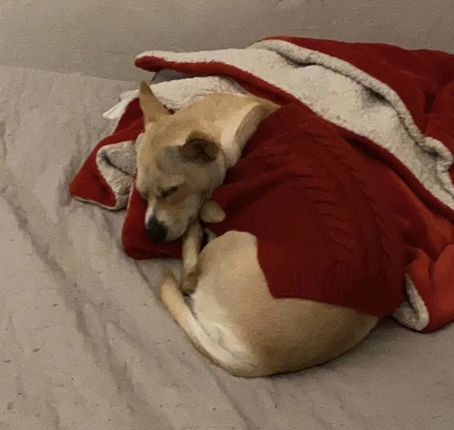 Lost dog in Concord, CA, 94520