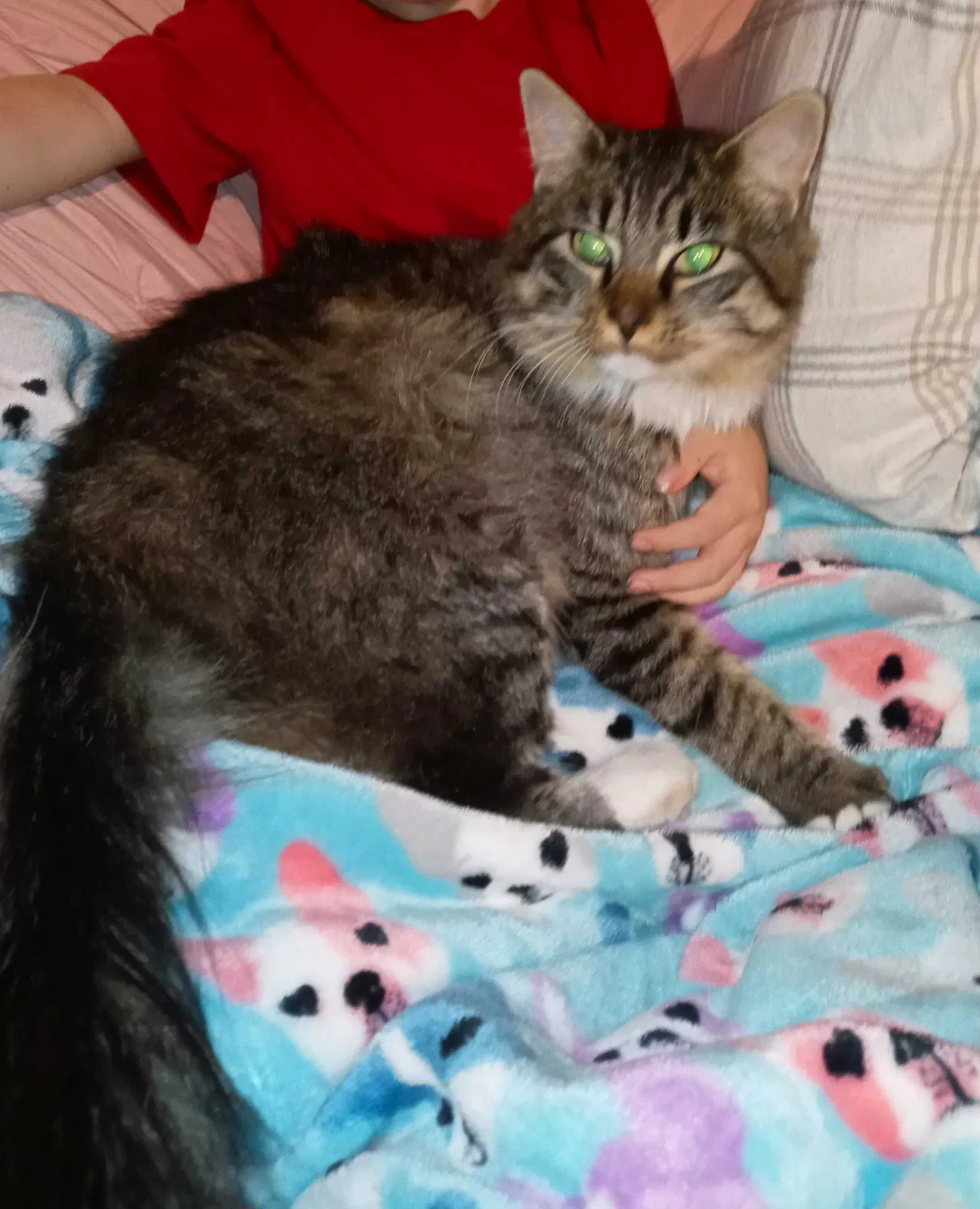 Lost cat in Tacoma, WA, 98444