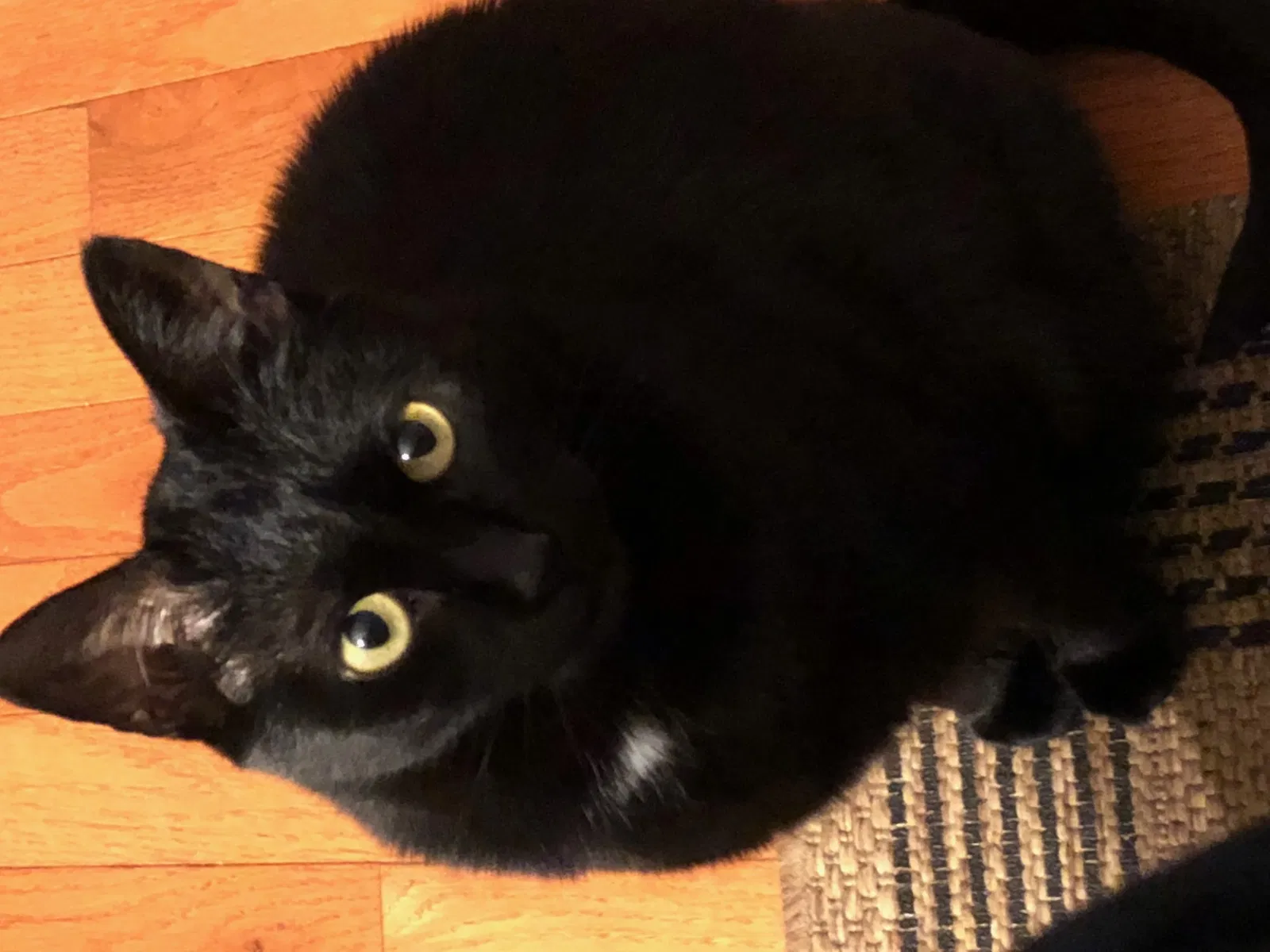 Lost cat in Winston Salem, NC, 27103