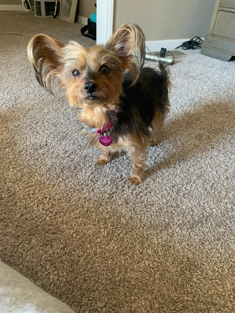 Lost dog in Fayetteville, NC, 28304