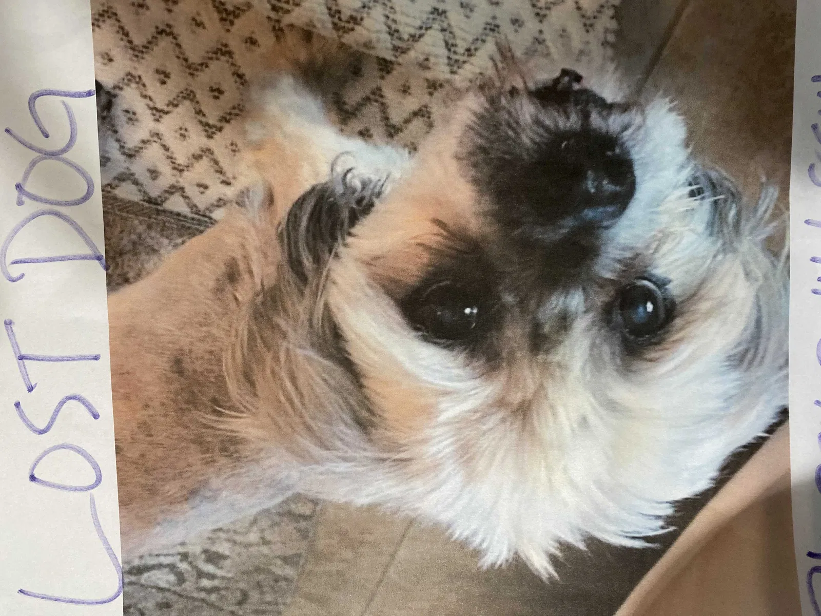 Lost dog in Saint Cloud, FL, 34771