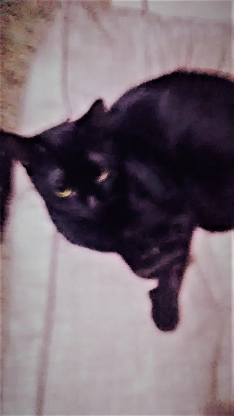 Lost cat in Molino, FL, 32577
