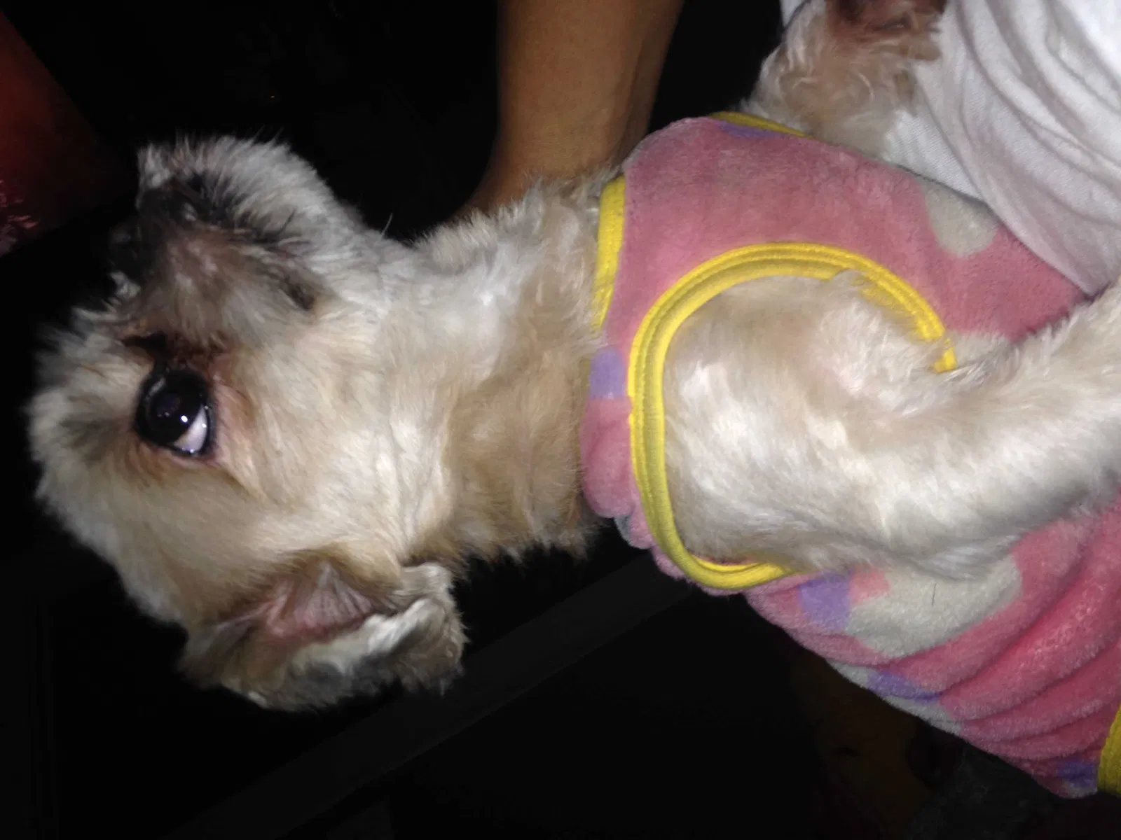 Lost dog in Belleville, NJ, 7109