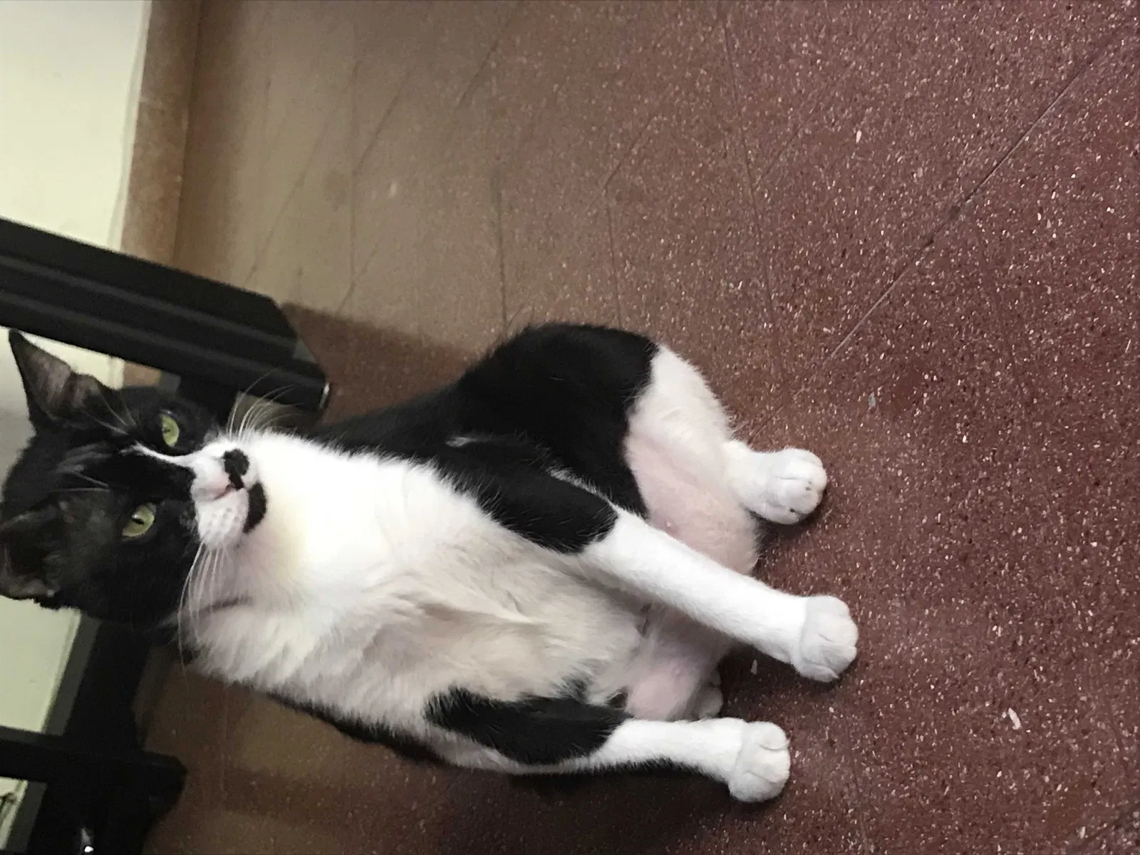 Lost cat in Unknown, NY, 0