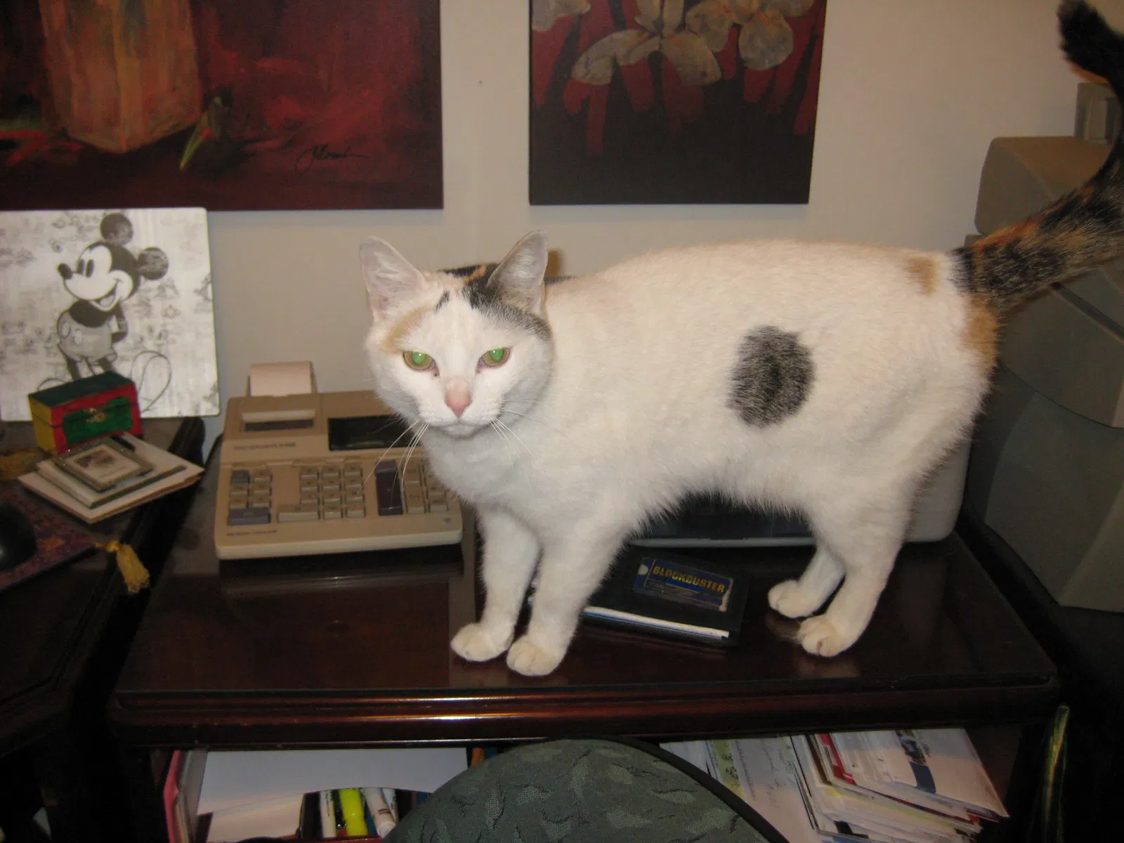 Lost cat in North Hollywood, CA, 91601