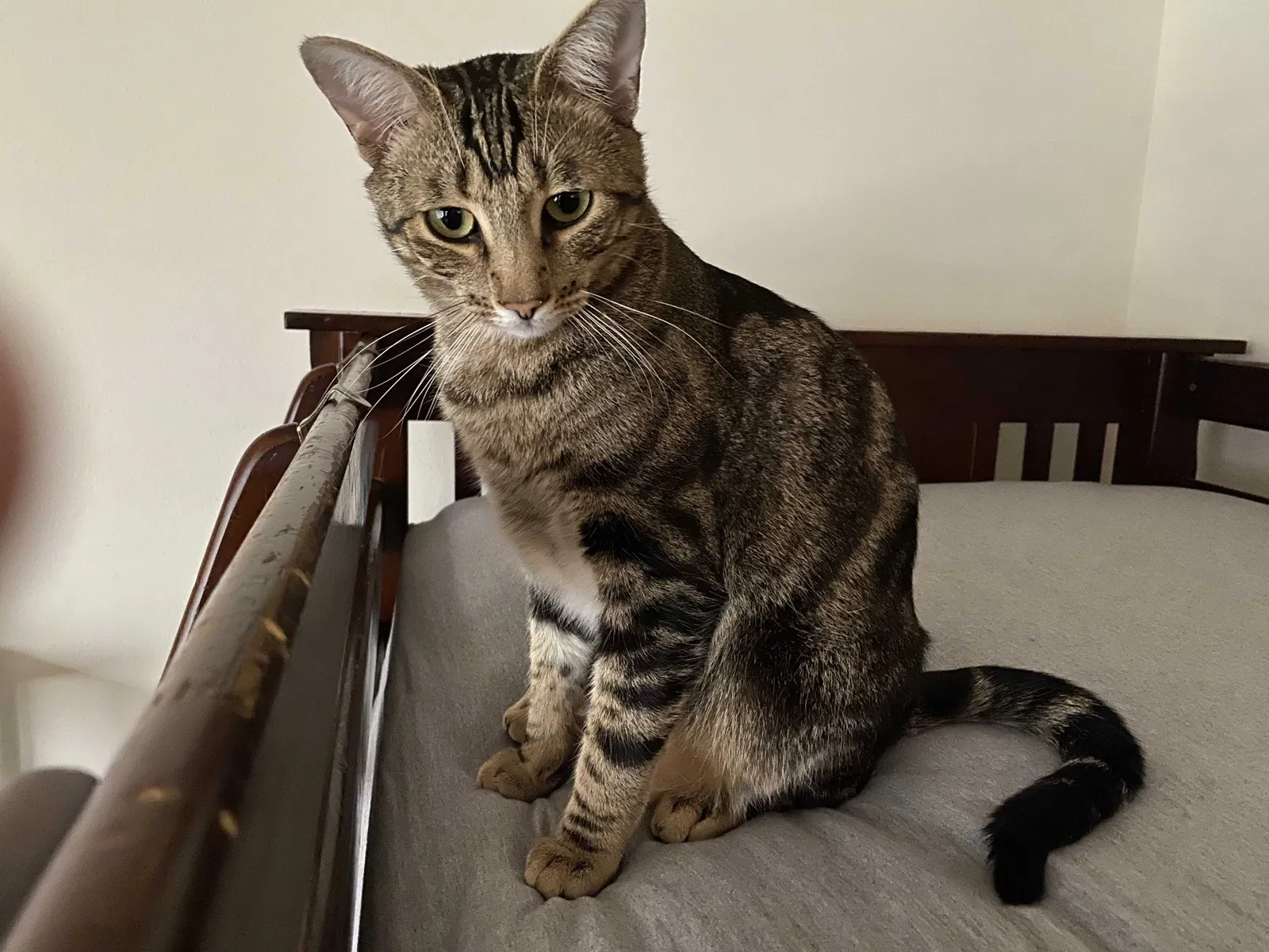 Lost cat in Camas, WA, 98607