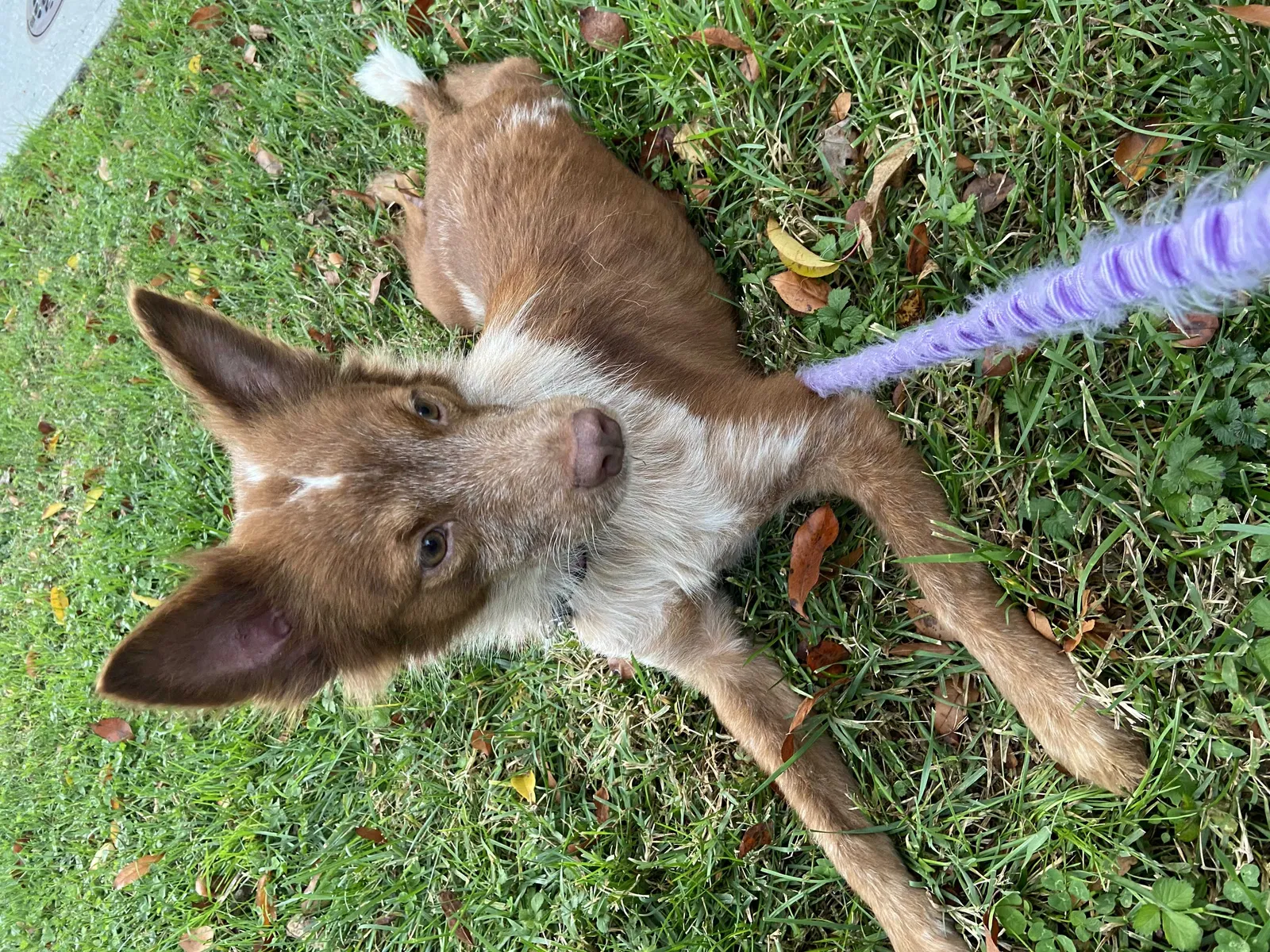 Lost dog in Buford, GA, 30519