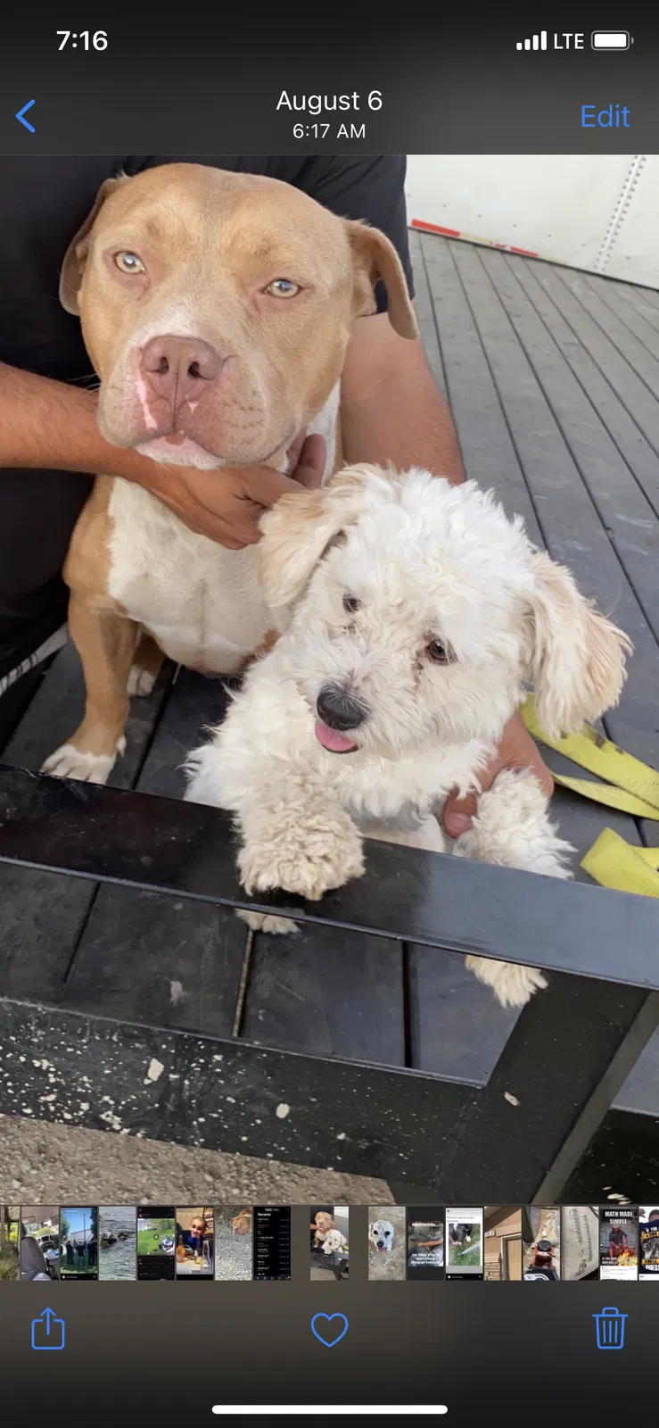 Lost dog in Los Banos, CA, 93635