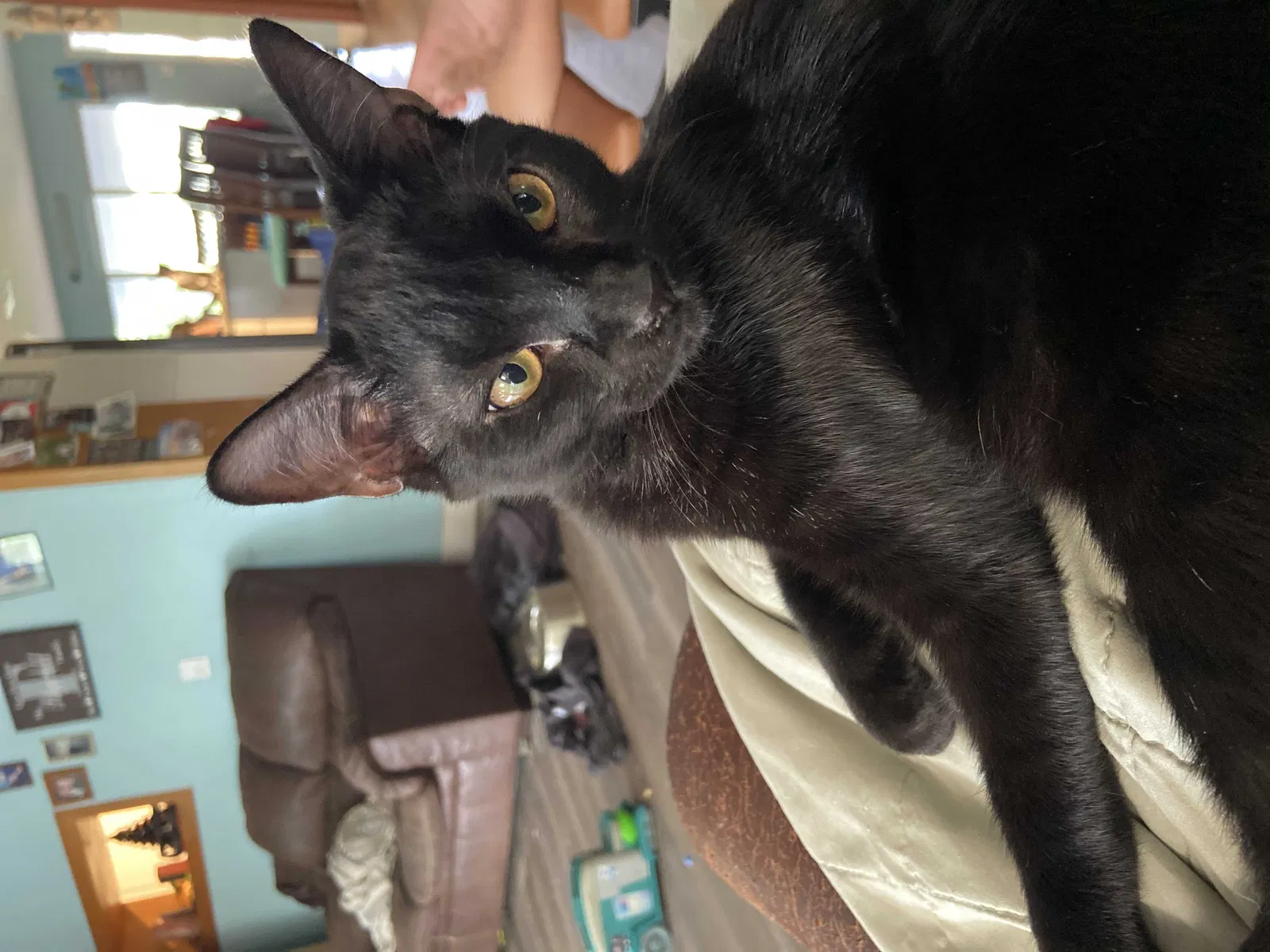 Lost cat in Fort Lauderdale, FL, 33317